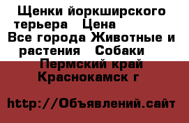 Щенки йоркширского терьера › Цена ­ 20 000 - Все города Животные и растения » Собаки   . Пермский край,Краснокамск г.